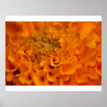 Orange Marigold Flower Print