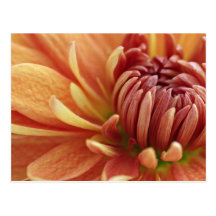 Orange mum postcard