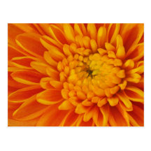 Orange Mum Postcard