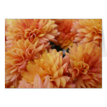 Orange Mums Cards