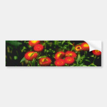 Orange Red flowers with yellow centres flowers Bumper Sticker