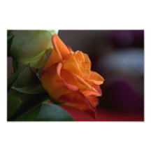 Orange rose art photo