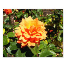 Orange Rose Photo Print