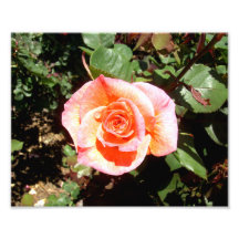 Orange Rose Photo Print