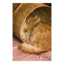 Orange tabby sleeping in hamper photograph