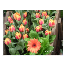 "Orange Tulip Cart" Postcard