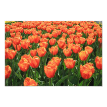 Orange tulips photograph