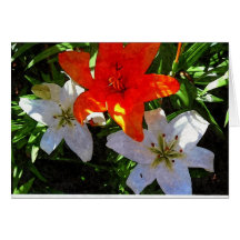 Orange & White Lilies Art print Card