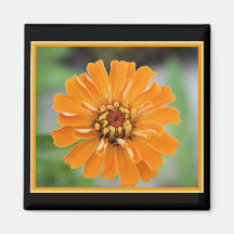 Orange Zinnia Magnet