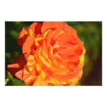 Oranges ‘n’ Lemons Rose Art Photo
