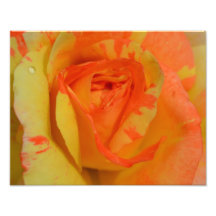 Oranges ‘n’ Lemons Rose close up photo print