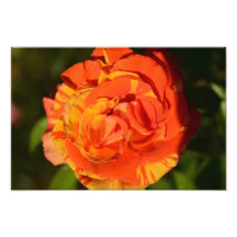 Oranges ‘n’ Lemons Rose Photograph