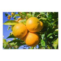 Oranges on a tree art photo
