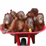Orangutan Babies:More Fun Than a Barrel of Monkeys Cut Out
