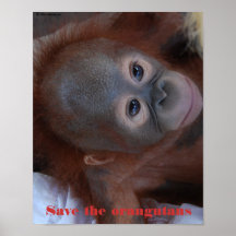 Orangutan Baby Rescue Print