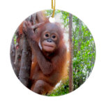 Orangutan Baby Uttuh ornaments
