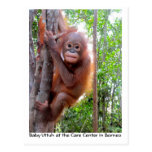 Orangutan Baby Uttuh in Rainforest postcards