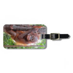 Orangutan Baby Uttuh Luggage Tag luggage tags