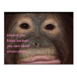 Orangutan Kisses for Conservation postcards