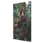 Orangutan Mother with Baby 3 Stretched Canvas Prints