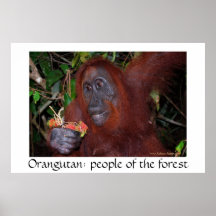 Orangutan: People of the Forest Posters