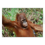 Orangutan Teddy cards