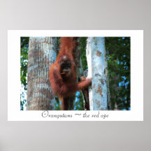 Orangutans  ~  the red ape posters