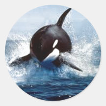 Orca Whale Sticker