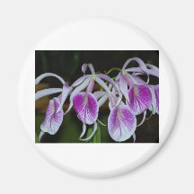 Orchard Flowers Magnet