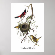 Orchard Oriole - John James Audubon Poster