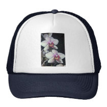 Orchid, phalaenopsis-hybrid (musterlandstern) hats