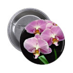 Orchid phalenopsis (Betty Hammond)  flowers Pin
