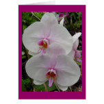 Orchid - Pink Blossom (Colossians 2:3) Greeting Card