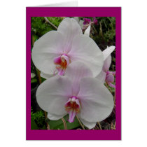 Orchid - Pink Blossom (Colossians 2:3) cards