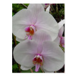 Orchid - Pink Blossom (Colossians 2:3) Post Cards