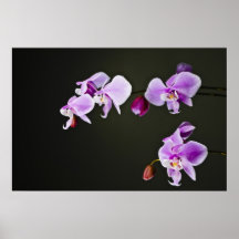 Orchid Poster