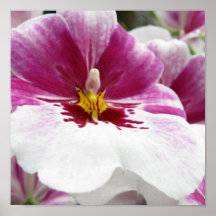 ORCHID PRINT