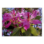 Orchid Tree Blossoms Card