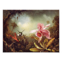 Orchid with Two Hummingbirds Print Photographic Print