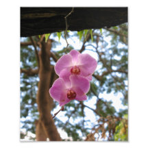 Orchids 2 Print Art Photo