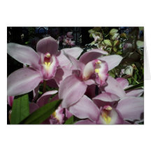Orchids Thinking of You Greeting Cards