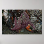 Oregon Coast Starfish Poster