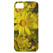 Oregon Sunshine for Iphone 5 cases
