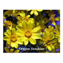 Oregon Sunshine Post Cards