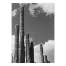 Organ Pipes (AZ Sonoran Desert) Invite