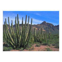 Organ Pipes In Desert Invite