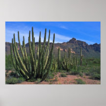 Organ Pipes In Desert Posters