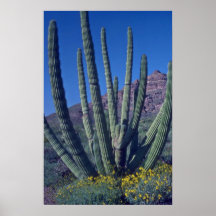Organ Pipes Print