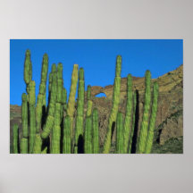 Organ Pipes Print