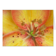Oriental Lily Greeting Card